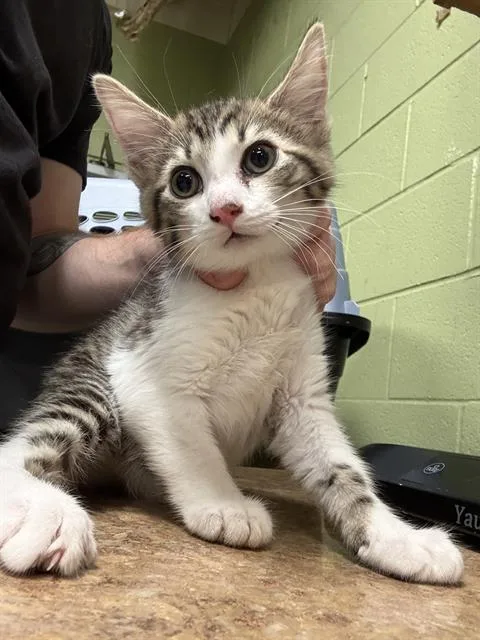 A baby small-sized female Domestic Short Hair cat named Thunder for adoption in Indianapolis, IN