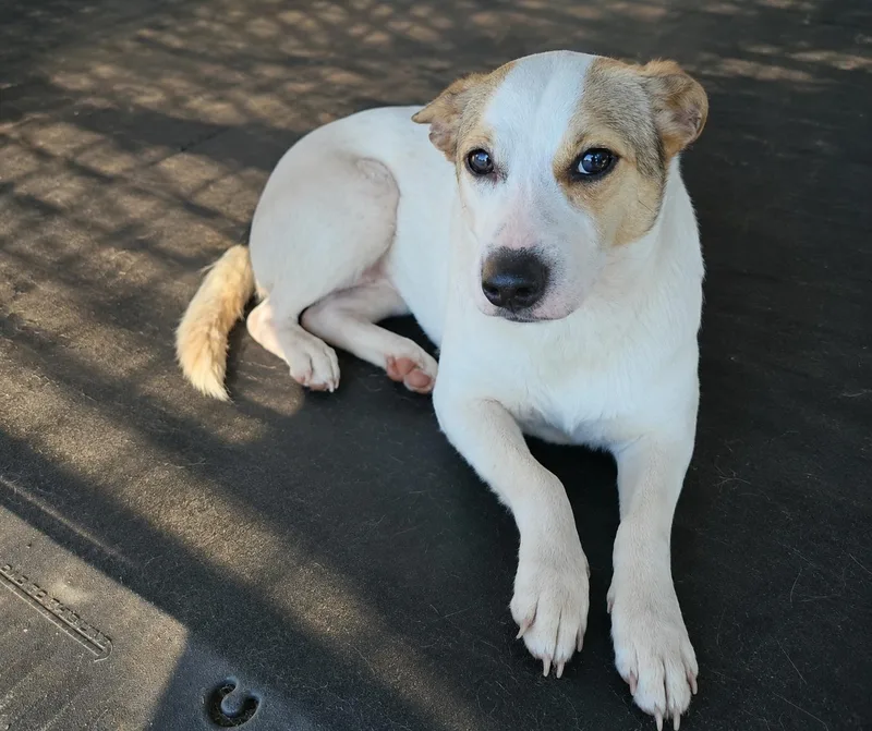 A young small-sized female Shiba Inu dog named Mintosh Shiba for adoption in Wakefield, RI