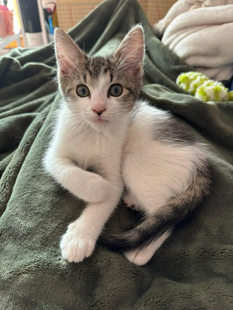 A baby small-sized male Tabby (Buff / Tan / Fawn) Domestic Short Hair cat named Sprout for adoption in Canton, MA