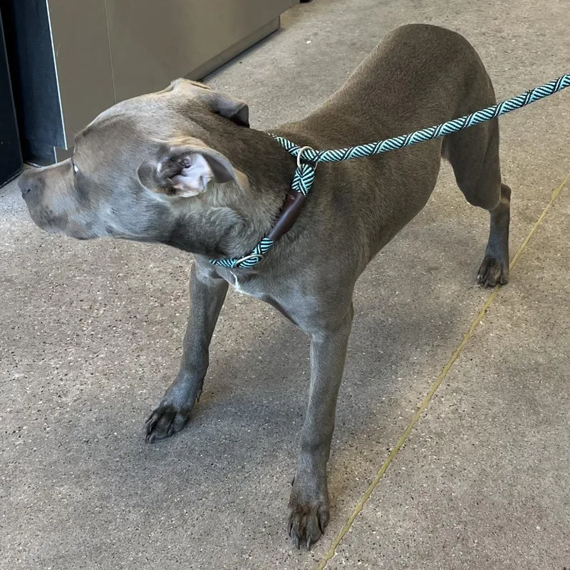 An adult medium-sized male Gray / Blue / Silver Mixed Breed dog named Silver for adoption in Las Cruces, NM