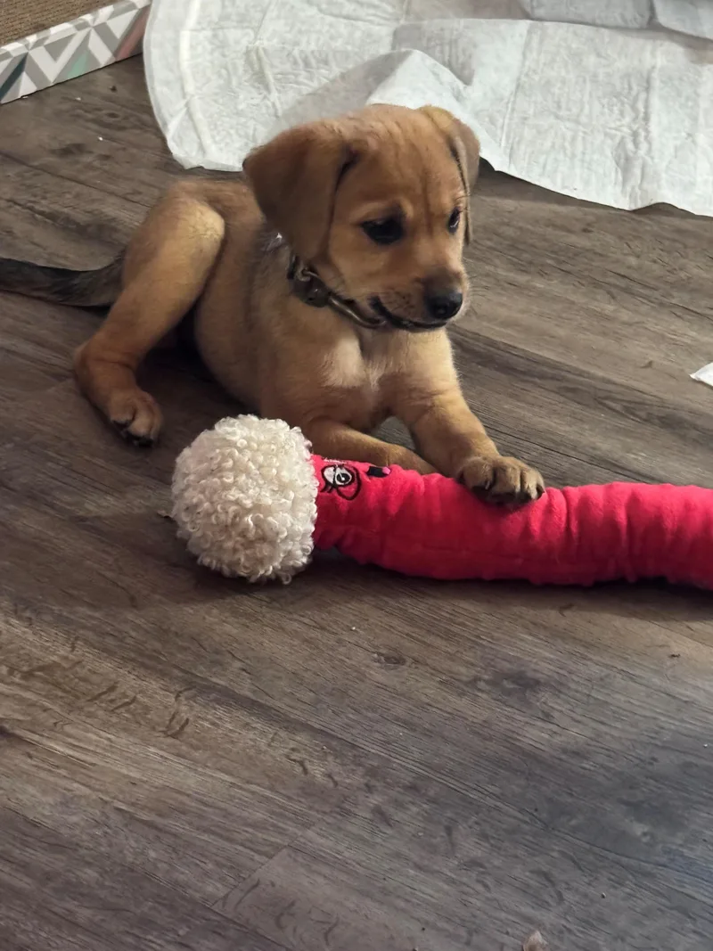 A baby medium-sized female Golden Retriever dog named Poppy for adoption in Cincinnati, OH