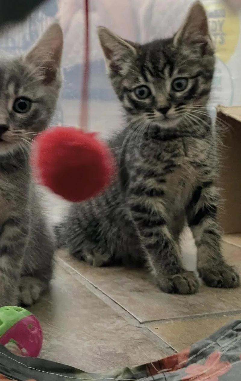 A baby medium-sized male Brown / Chocolate Domestic Short Hair cat named Tucker for adoption in Oviedo, FL