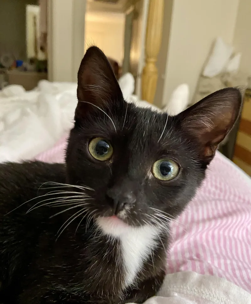 A baby medium-sized female Black & White / Tuxedo American Shorthair cat named Bonita for adoption in Mission Viejo, CA