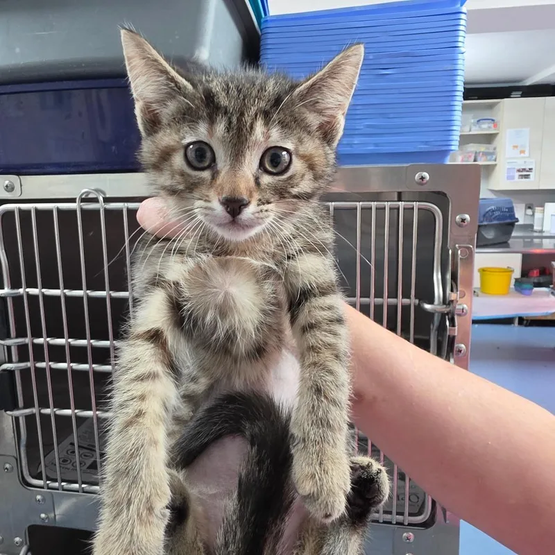 A baby small-sized female Brown / Chocolate Domestic Short Hair cat named Shallot for adoption in Melrose, FL