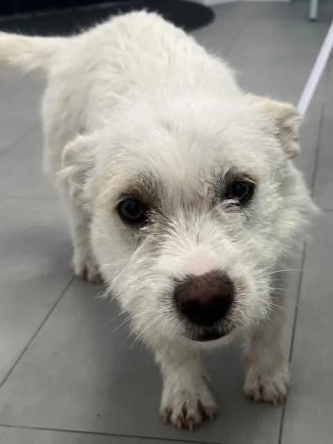 A baby small-sized female White / Cream West Highland White Terrier / Westie dog named Bailey for adoption in Miami, FL