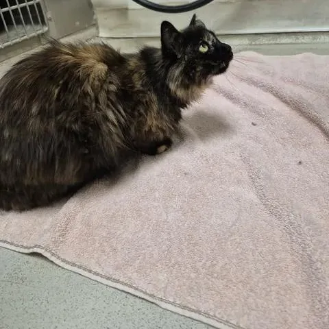 A young medium-sized female Tortoiseshell Domestic Short Hair cat named Twix for adoption in Bluffton, IN