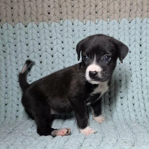 A baby medium-sized female Feist dog named Mittens for adoption in Sanford, NC