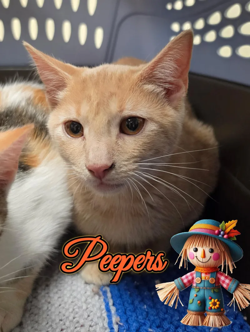 A baby medium-sized male Domestic Short Hair cat named Peepers for adoption in Corinth, NY