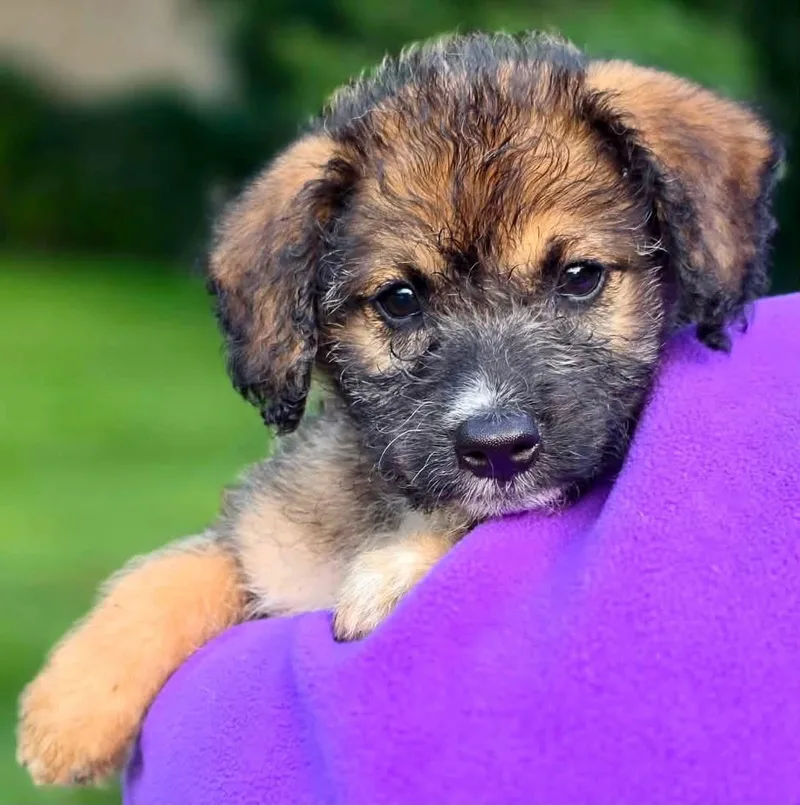 A baby medium-sized female Brown / Chocolate Aussiedoodle dog named Kami for adoption in Orland Park, IL