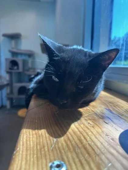 An adult small-sized male Domestic Short Hair cat named Salem for adoption in Palm Coast, FL