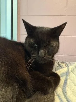 Salem thumbnail 3