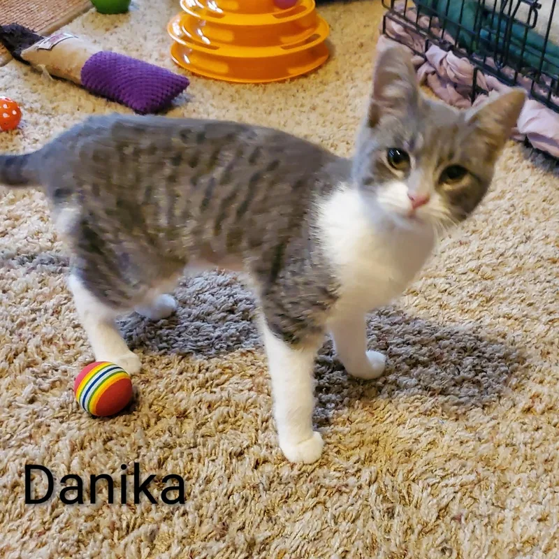 A baby small-sized female Gray & White Domestic Short Hair cat named Danika for adoption in Sedalia, MO