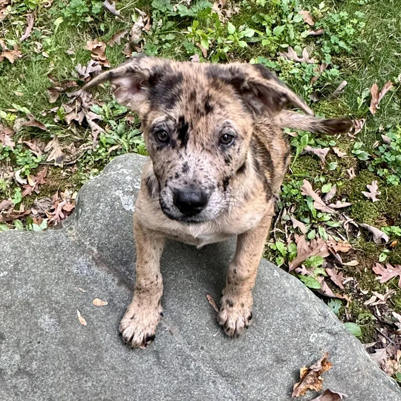 A baby medium-sized female Carolina Dog dog named Henna for adoption in Prior Lake, MN