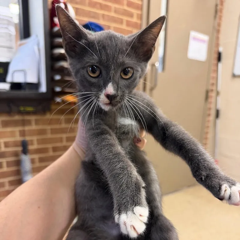 A baby small-sized male Gray / Blue / Silver Domestic Short Hair cat named Dorian for adoption in Birmingham, AL