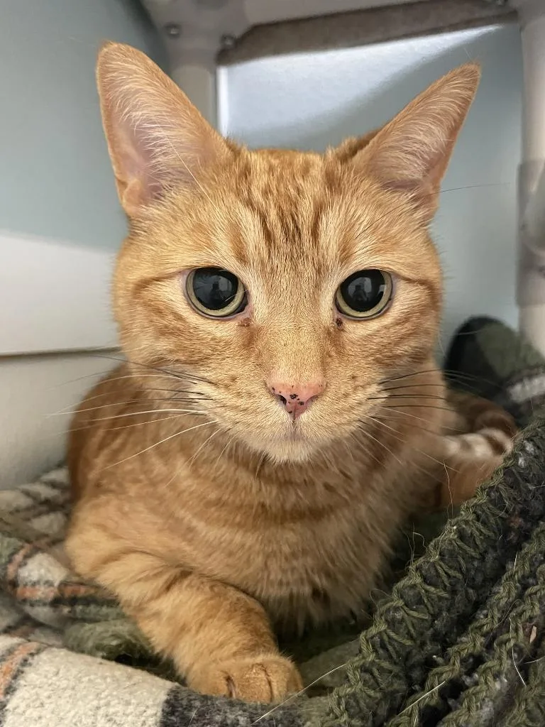 A senior medium-sized male Domestic Short Hair cat named Simba for adoption in Eastsound, WA