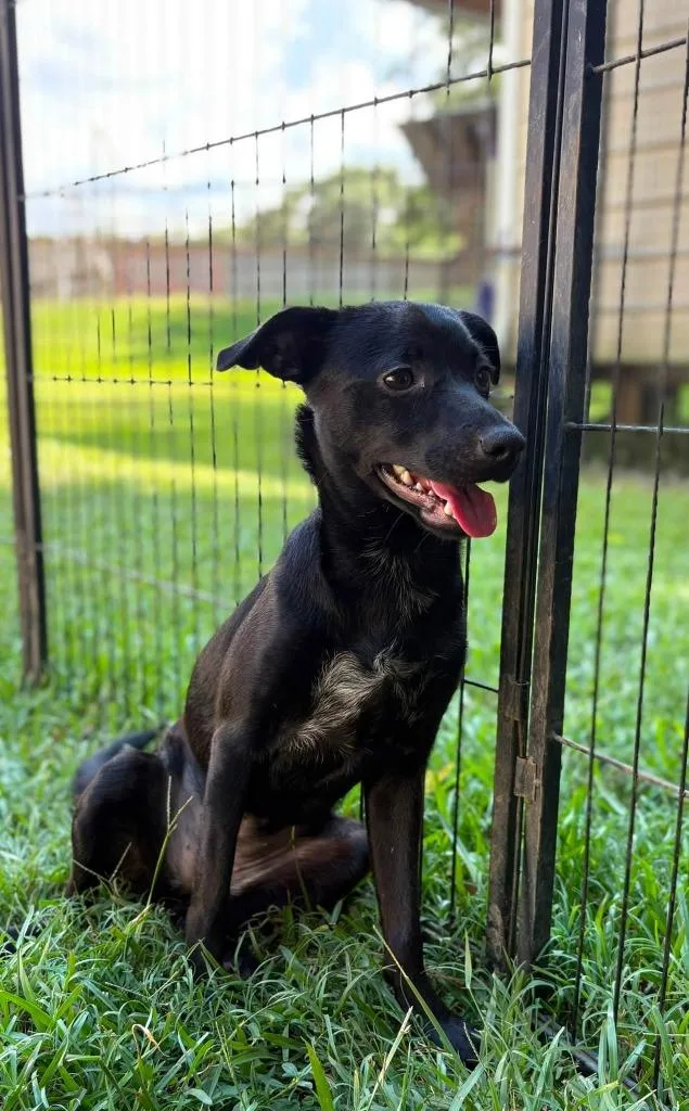 A baby small-sized female Mixed Breed dog named Blossom for adoption in Fond Du Lac, WI