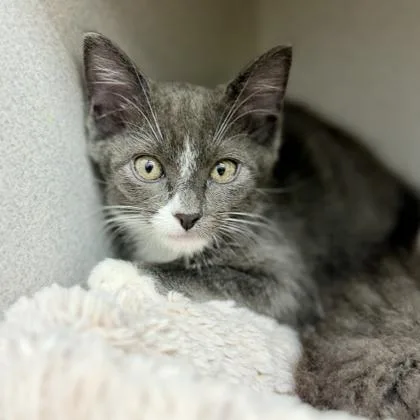 A baby small-sized male Gray / Blue / Silver Domestic Short Hair cat named Odysseus for adoption in Atlanta, GA