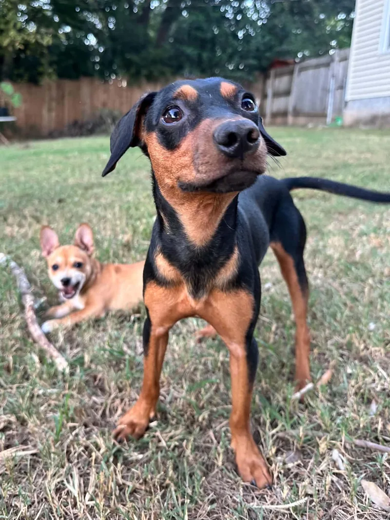 A young medium-sized male Chihuahua dog named Luther for adoption in Greenville, SC