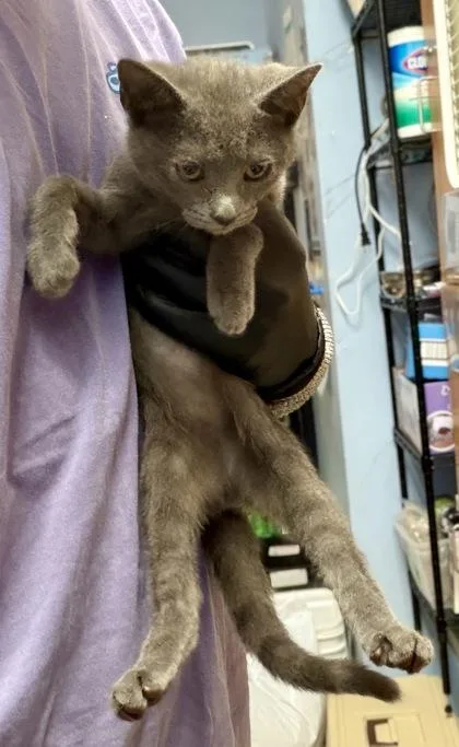 A baby small-sized male Domestic Short Hair cat named MIA Albus for adoption in Chamblee, GA