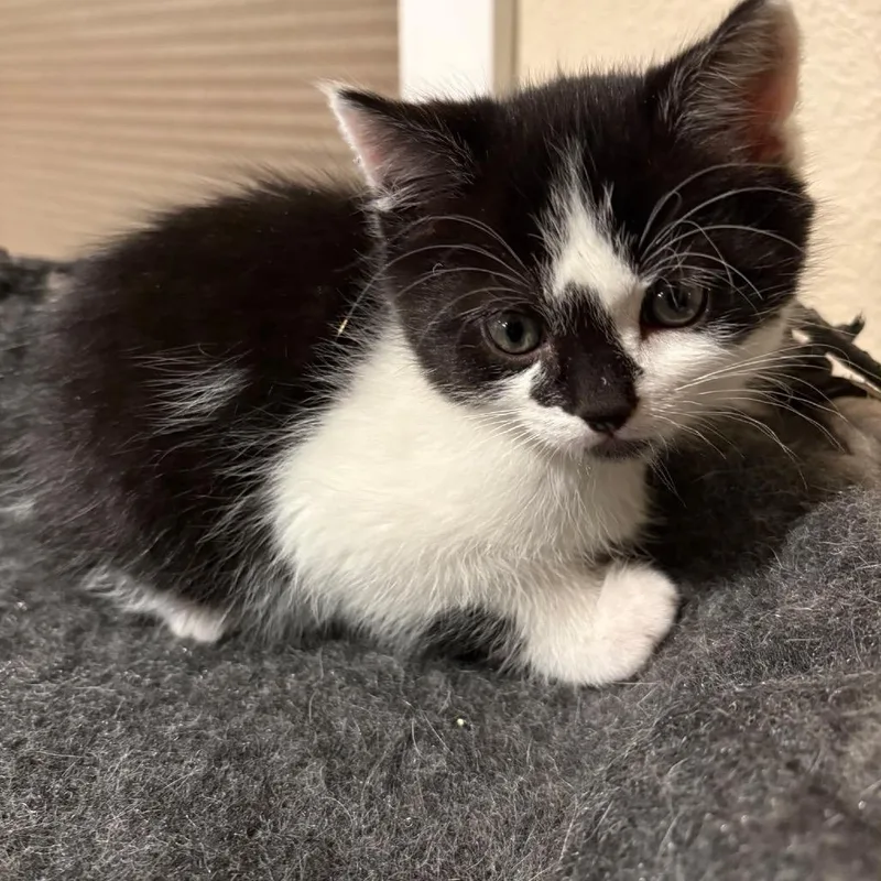 A baby small-sized male Black Domestic Short Hair cat named Angus for adoption in Ashland, OR