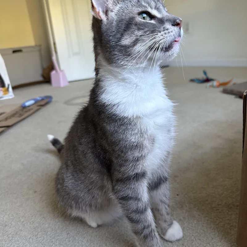 An adult medium-sized male Domestic Short Hair cat named Church for adoption in Blacksburg, VA