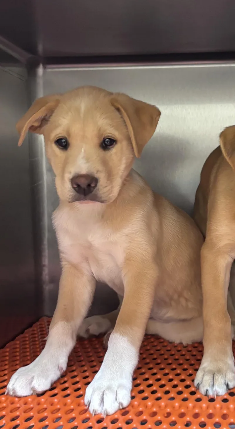 A baby medium-sized male Yellow / Tan / Blond / Fawn Labrador Retriever dog named Thomas for adoption in Watertown, CT