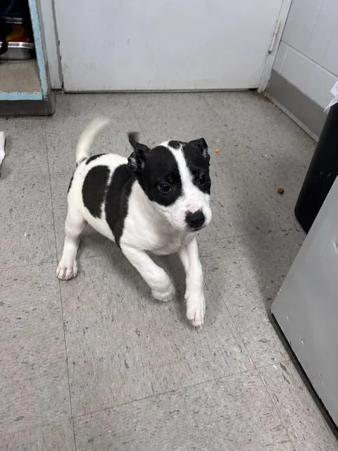 A baby medium-sized male Mixed Breed dog named Bootcamp for adoption in Marion, NC