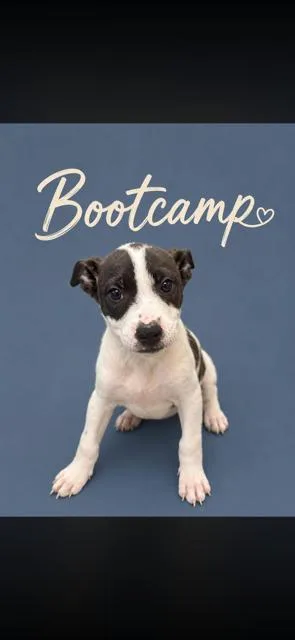 Bootcamp thumbnail 2