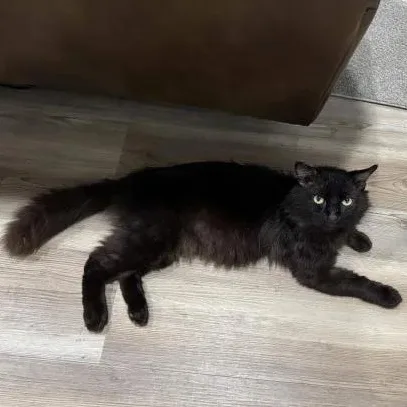 King Charles thumbnail 2