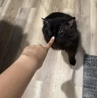 King Charles thumbnail 3