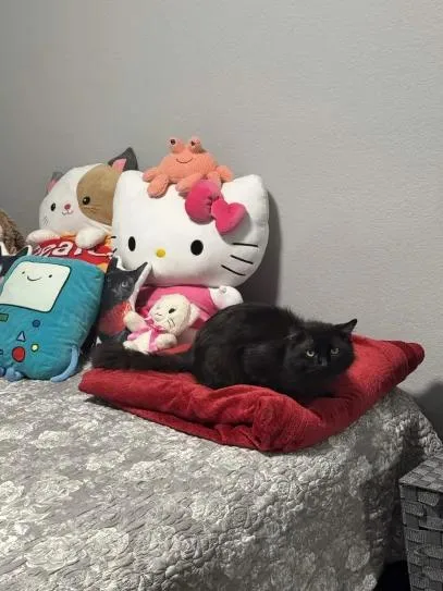 King Charles thumbnail 4