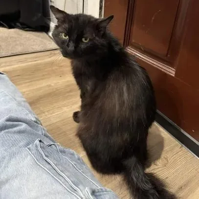 King Charles thumbnail 5