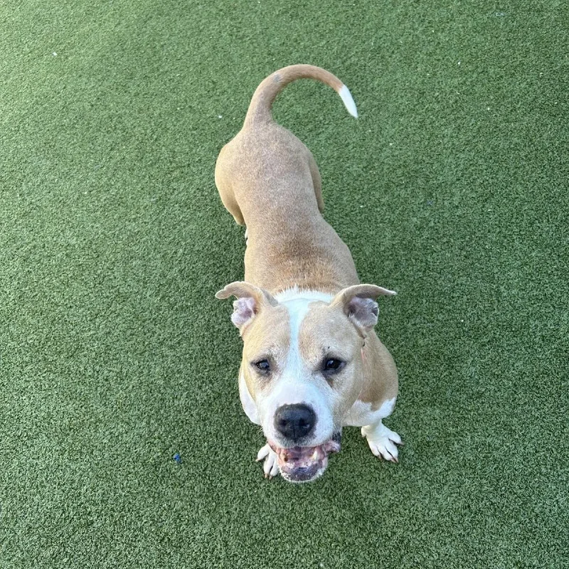 A senior medium-sized female Yellow / Tan / Blond / Fawn American Staffordshire Terrier dog named Mildred for adoption in Greensboro, NC