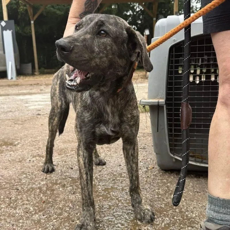 A young medium-sized male Plott Hound dog named Doghouse Jenkins for adoption in Austin, TX
