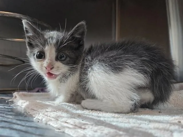 A baby small-sized male Domestic Short Hair cat named A for adoption in Martinez, CA
