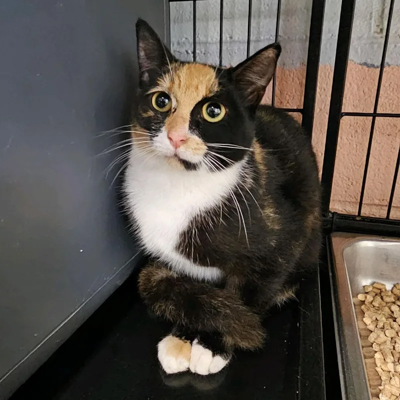 An adult small-sized female Calico Domestic Short Hair cat named Celaena for adoption in Columbus, NC