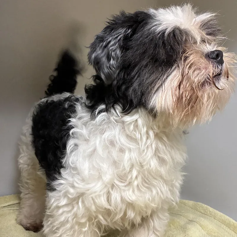 An adult small-sized female White / Cream Shih Tzu dog named 73029 for adoption in Harrisonburg, VA