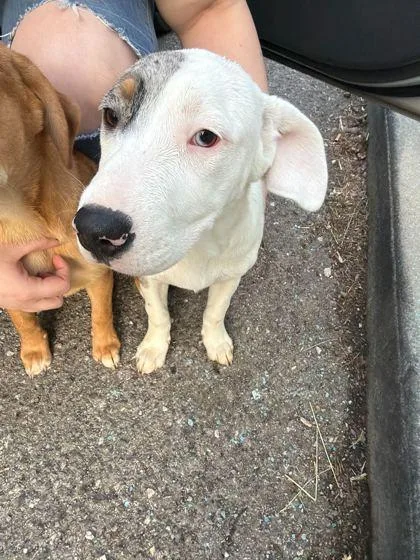A baby small-sized male Pit Bull Terrier dog named Chance for adoption in Knoxville, TN