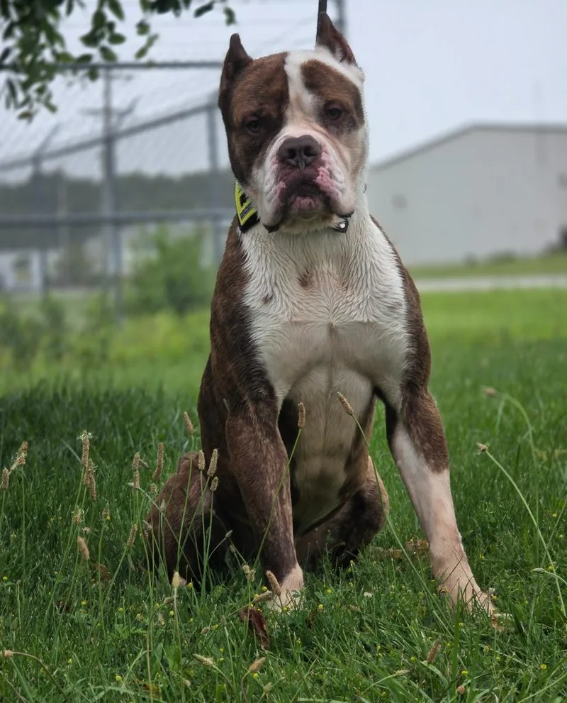 An adult extra large-sized male American Bulldog dog named Nino for adoption in Huntington, IN