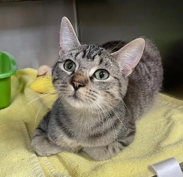 An adult medium-sized male Tabby (Brown / Chocolate) Domestic Short Hair cat named Charles for adoption in Prudenville, MI