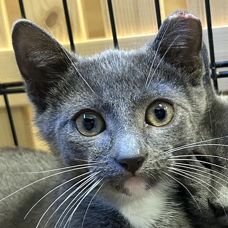 A baby small-sized male Gray / Blue / Silver Domestic Short Hair cat named H Roswell for adoption in Port Washington, NY