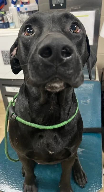 An adult large-sized male Black Labrador Retriever dog named Smokey for adoption in Mobile, AL