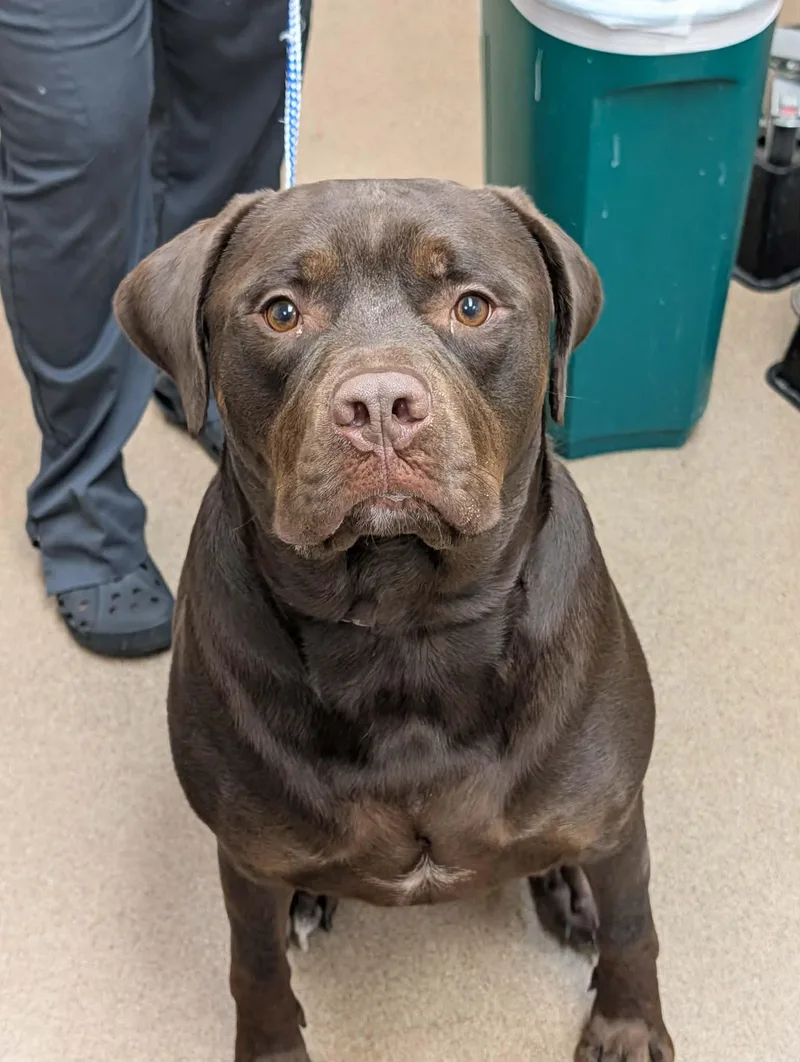 An adult extra large-sized male Labrador Retriever dog named Hershey for adoption in Chambersburg, PA