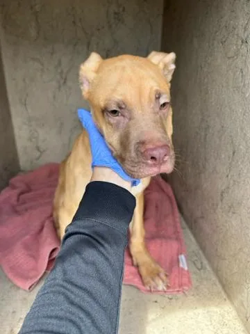 A baby small-sized male Mixed Breed dog named Biscoff for adoption in West Palm Beach, FL