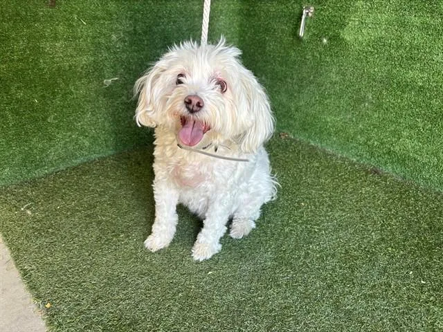 An adult medium-sized female Maltese dog named Mochie for adoption in Lancaster, CA