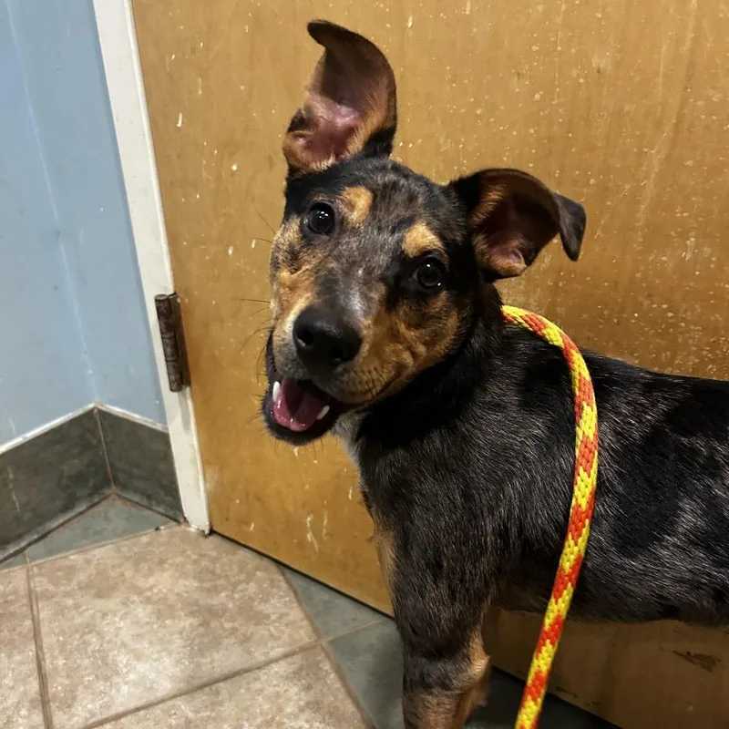 A young medium-sized male Black Mixed Breed dog named Cabbage Patch for adoption in Chattanooga, TN