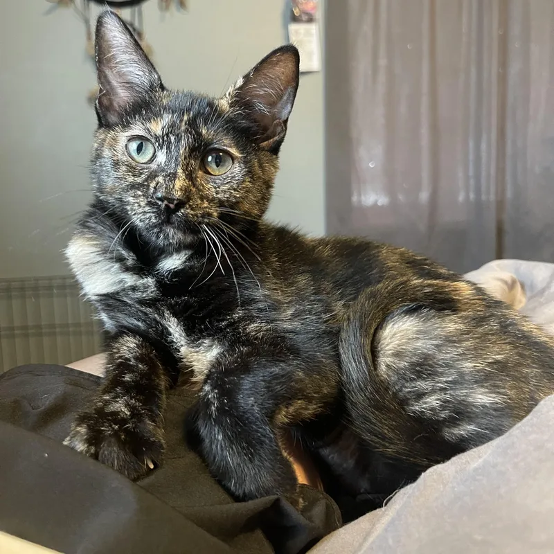 Lady Love thumbnail 2