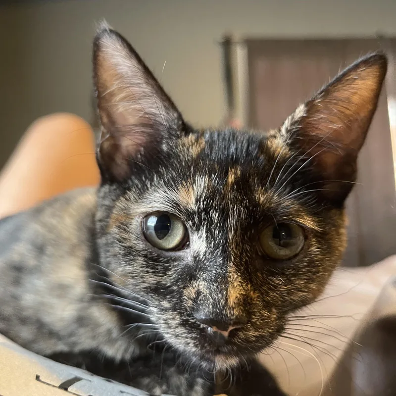 Lady Love thumbnail 3