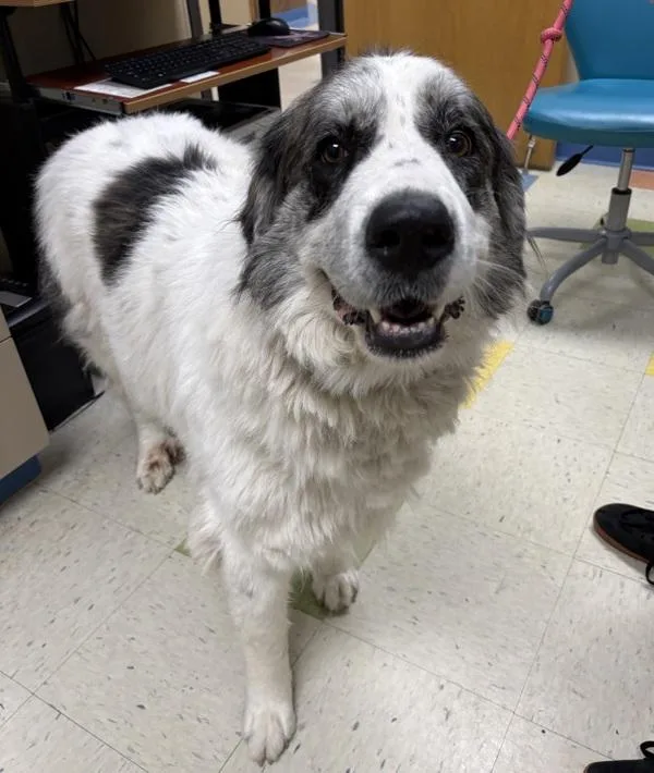 An adult extra large-sized female Great Pyrenees dog named Agnes for adoption in Sioux City, IA