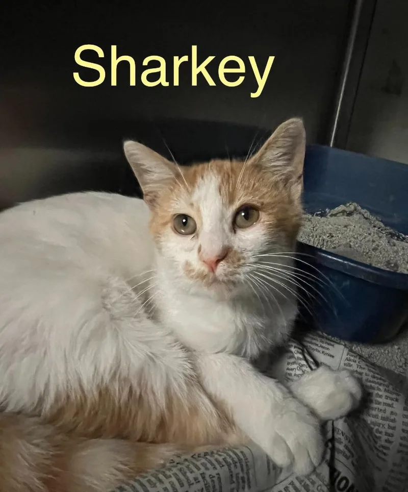 A baby small-sized male Domestic Short Hair cat named Sharkey for adoption in Princeton, IN